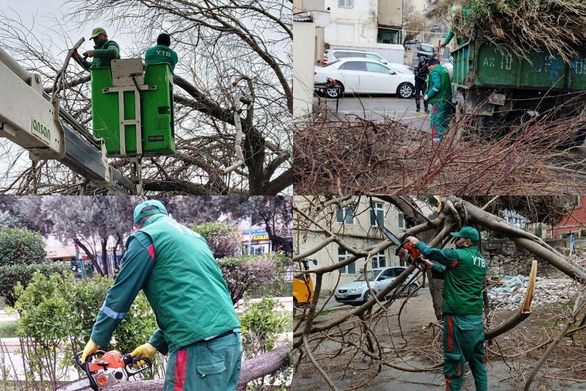 Güclü külək nəticəsində Bakıda 6 ağac aşıb.