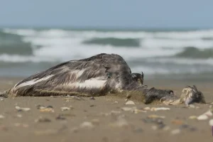 Tr6ecm0PHnXFgwCSzRvdYtcyHITDdlveVil8Xm68_1200