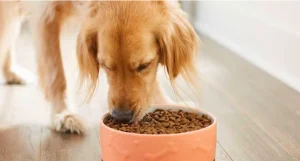 efU5Vttj5ILTJYBIHaqlmUVfCaY8eIXGUOQ6BBqz_1200