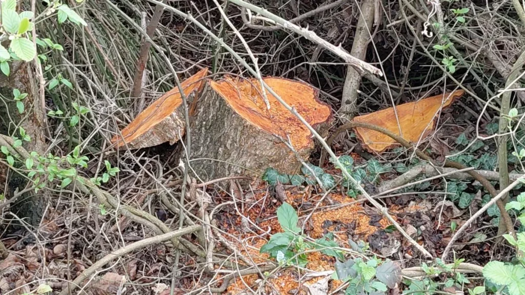 6WcSnQG3iF3am5C6vB8neVfDbtiJForJSTmZWM9s_1200