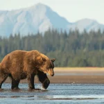 Alyaskada ayı iki hərbçiyə hücum edib