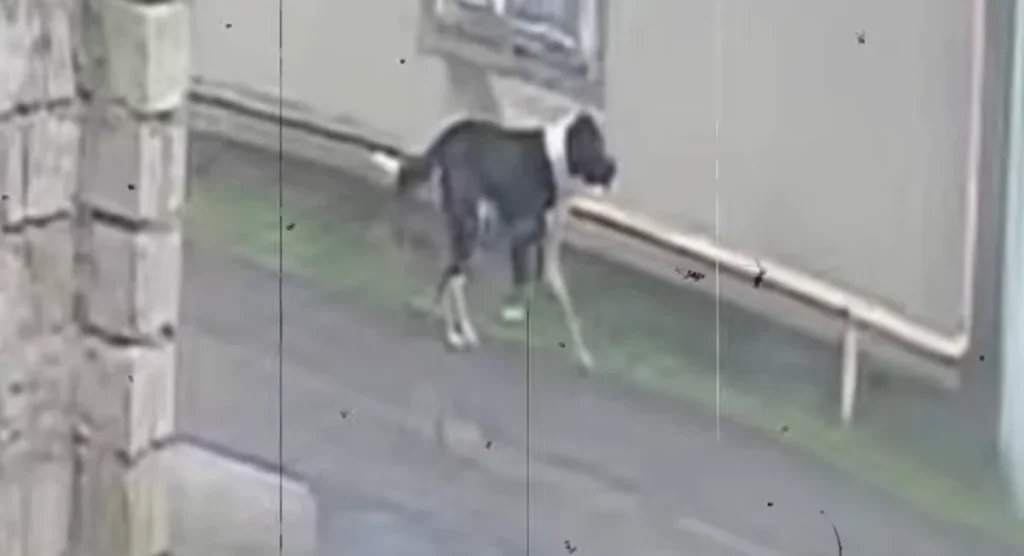 ruyZViMZprE5SiCODJgXBH5XXsTige89ugKHaK3G_1200