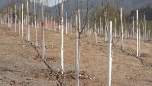 wmdkEJcXK9nTGXSV3lXj5G4EKyQlZUPO6GKrmEku_1200