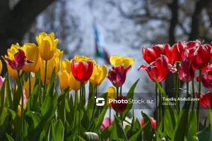 v8NU0hc7NL4Pfstvfx2JZgFn0jSFIKtKyB9I6emP_1200